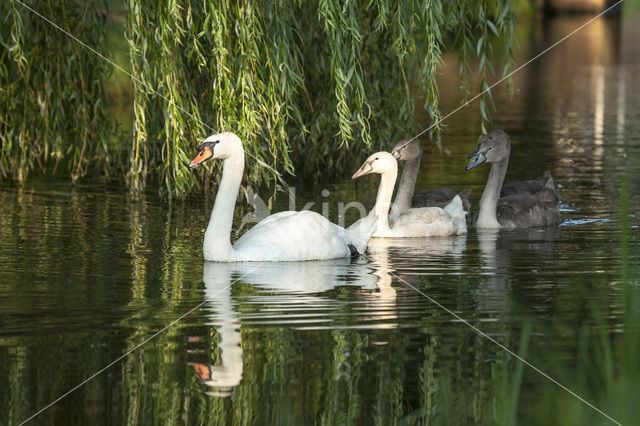 Knobbelzwaan (Cygnus olor)