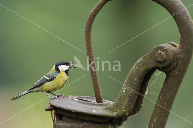 Koolmees (Parus major)