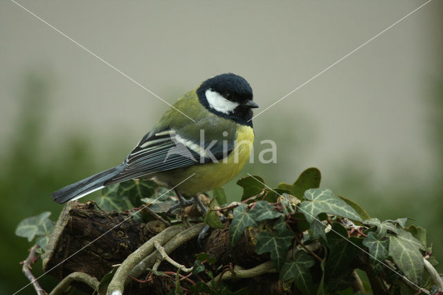 Great Tit (Parus major)