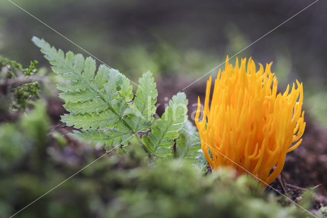 Koraalzwam (Clavulinopsis cinerioides)