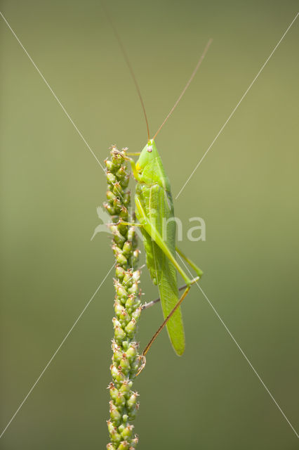 Large-winged Cone-head (Ruspolia nitidula)