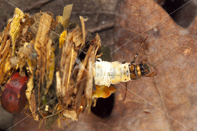 Limnephilus stigma (rode lijst NL