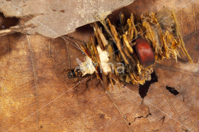 Limnephilus stigma (rode lijst NL