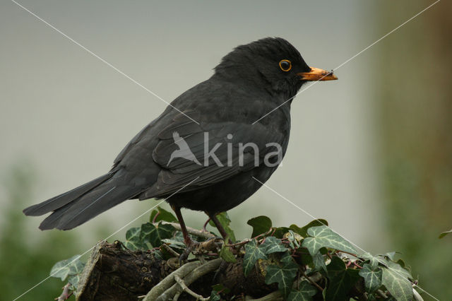 Eurasian Blackbird (Turdus merula)