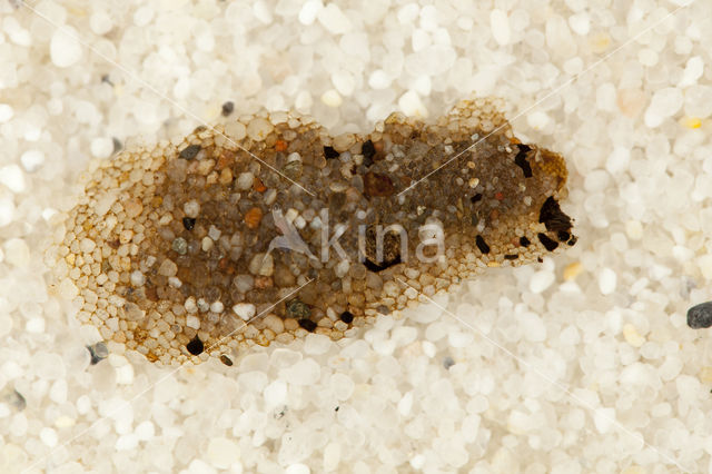 Molanna angustata