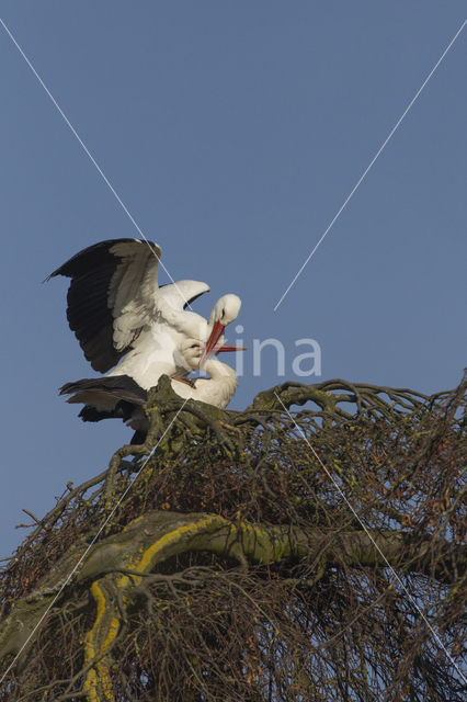 Ooievaar (Ciconia ciconia)