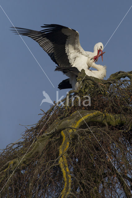 Ooievaar (Ciconia ciconia)