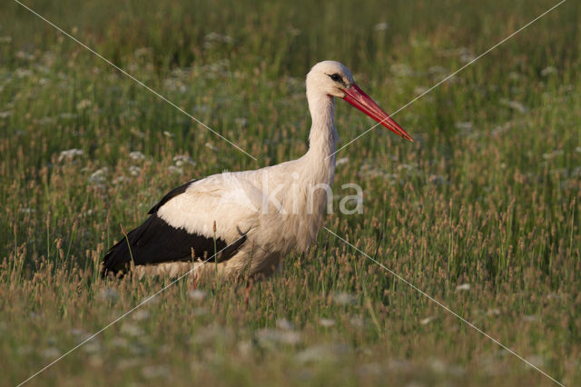 Ooievaar (Ciconia ciconia)