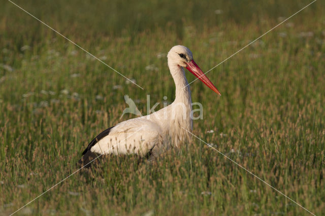 Ooievaar (Ciconia ciconia)