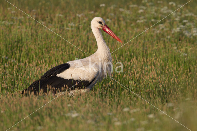 Ooievaar (Ciconia ciconia)