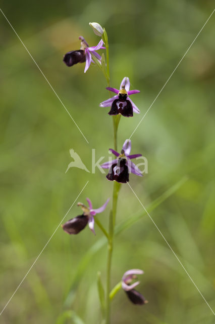 Ophrys ferrum-equinum