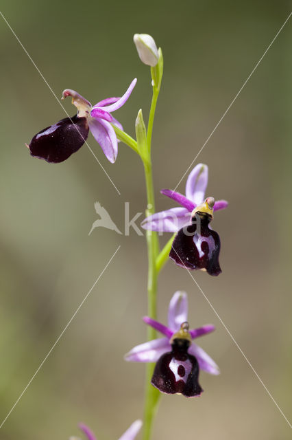 Ophrys ferrum-equinum