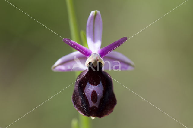 Ophrys ferrum-equinum