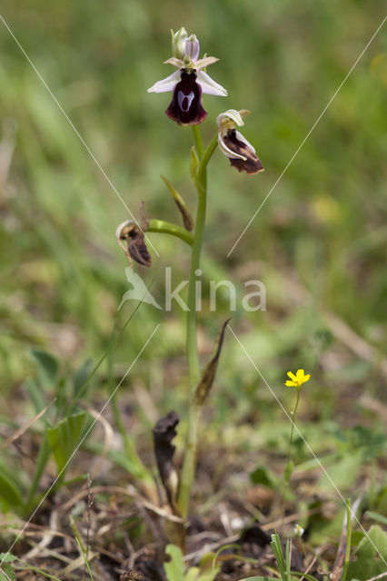 Ophrys ferrum-equinum