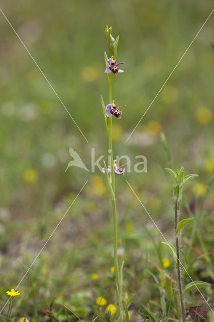 Ophrys heldreichii