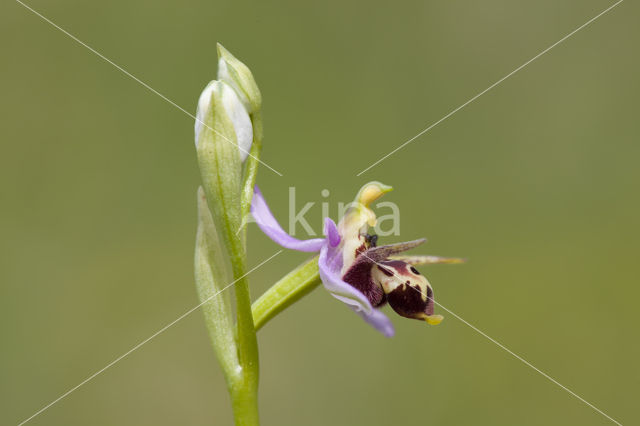 Ophrys heldreichii