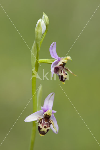 Ophrys heldreichii