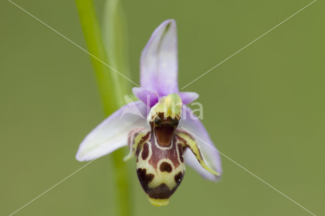 Ophrys heldreichii