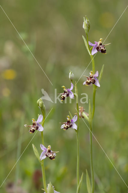 Ophrys heldreichii