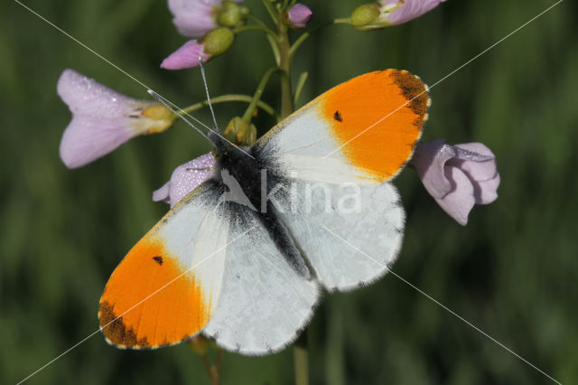 Oranjetipje (Anthocharis cardamines)