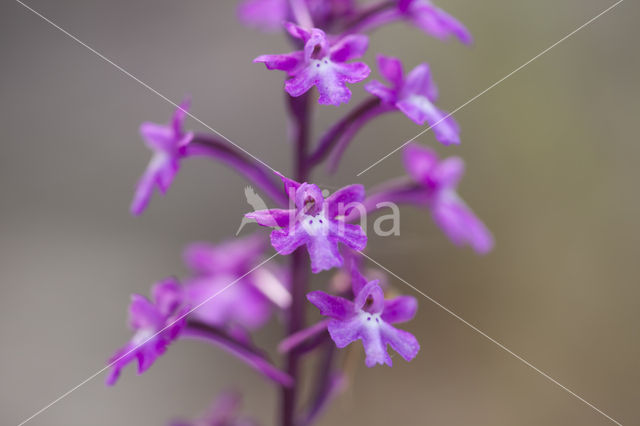 Orchis quadripunctata