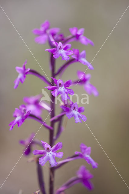 Orchis quadripunctata