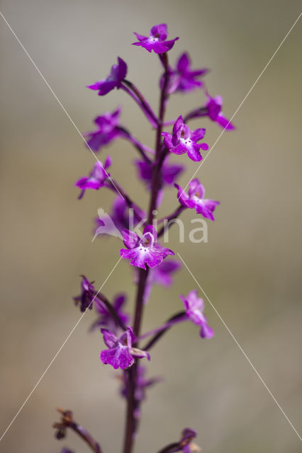 Orchis quadripunctata