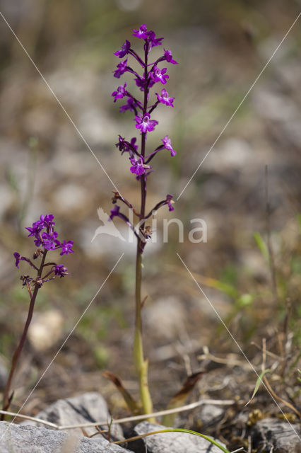 Orchis quadripunctata