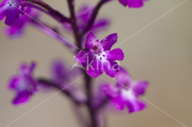 Orchis quadripunctata