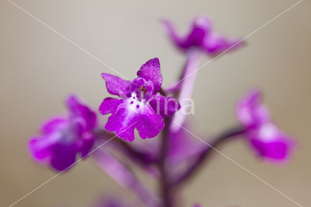 Orchis quadripunctata