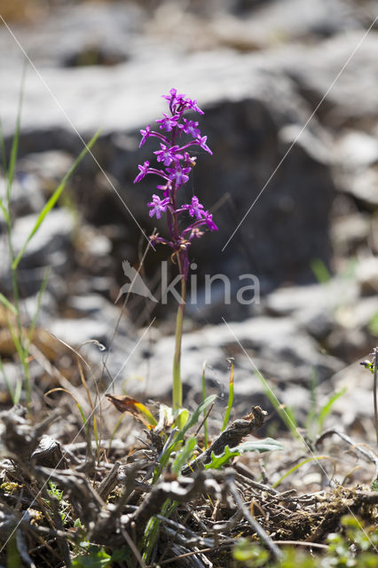 Orchis quadripunctata