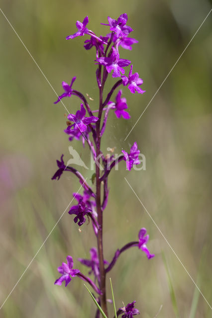 Orchis quadripunctata