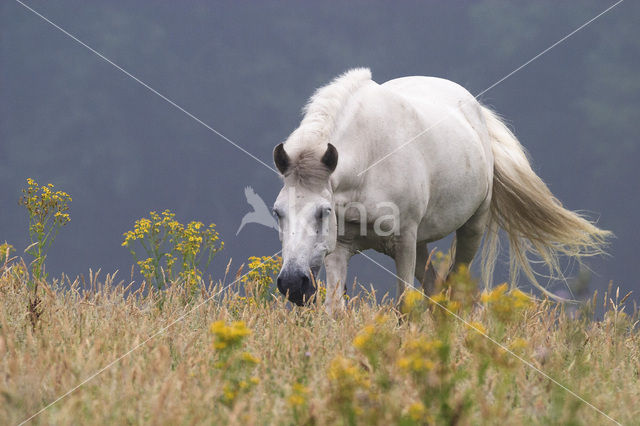 Paard (Equus spp)