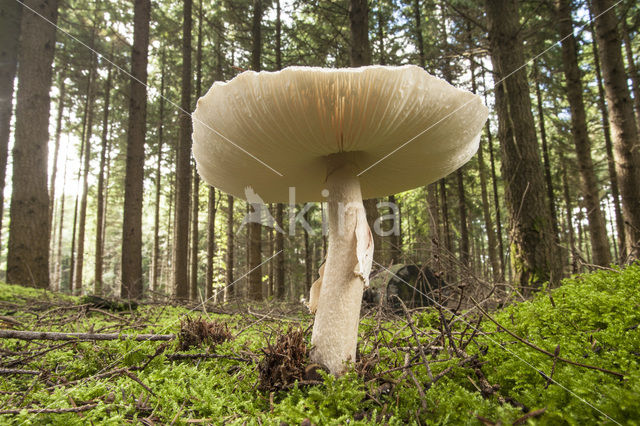 Parasolzwam spec. (Lepiota spec)