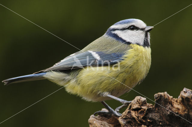 Pimpelmees (Parus caeruleus)