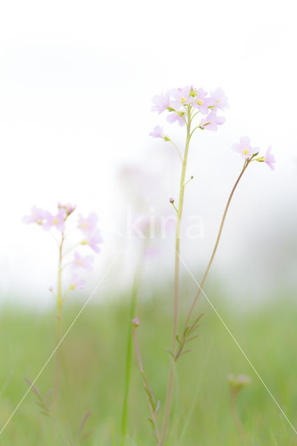 Pinksterbloem (Cardamine pratensis var angustifolia)