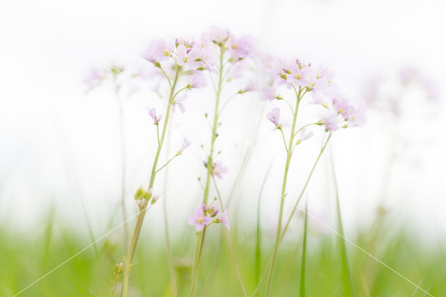 Pinksterbloem (Cardamine pratensis var angustifolia)