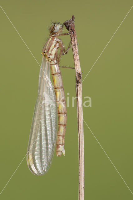 Pyrrhosoma elisabethae (rode lijst  IUCN