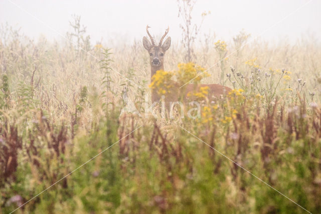 Ree (Capreolus capreolus)