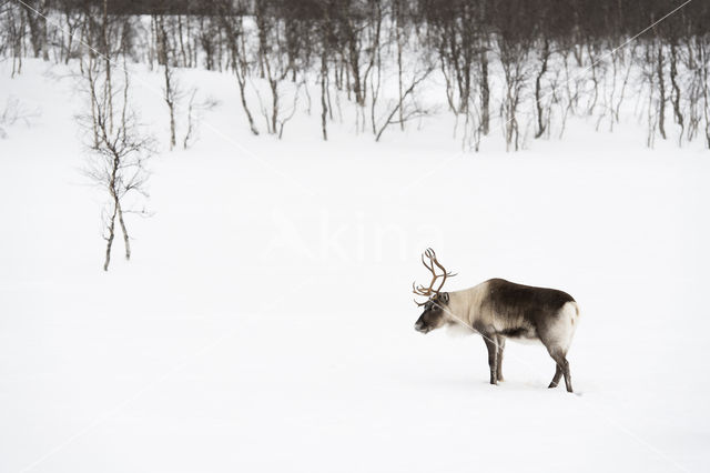 Rendier (Rangifer tarandus tarandus)