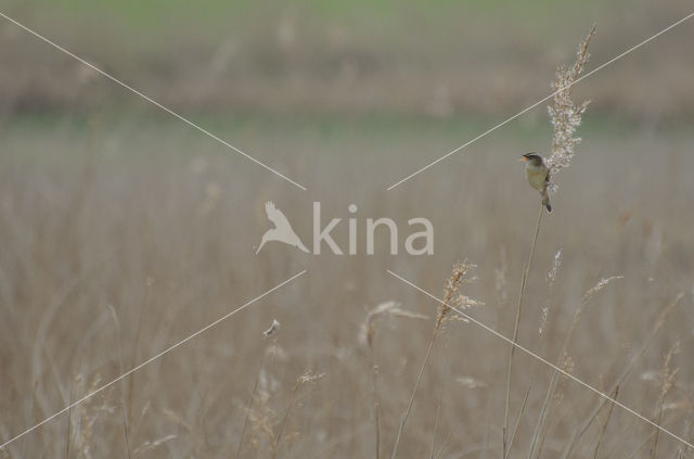 Rietzanger (Acrocephalus schoenobaenus)