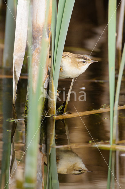 Rietzanger (Acrocephalus schoenobaenus)