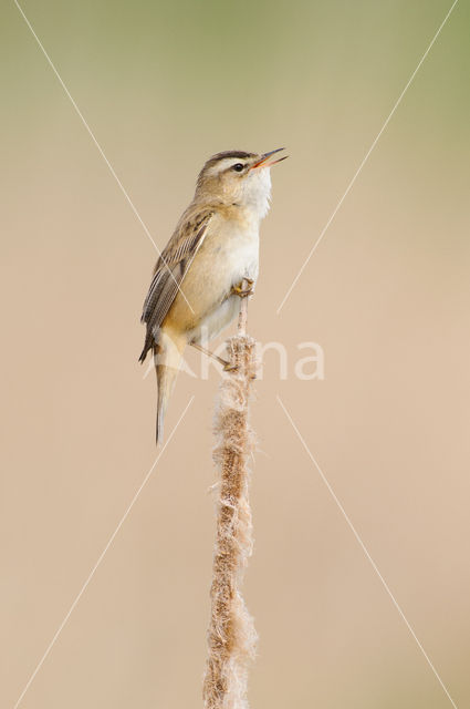 Rietzanger (Acrocephalus schoenobaenus)