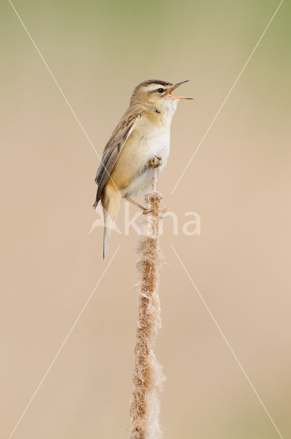 Rietzanger (Acrocephalus schoenobaenus)