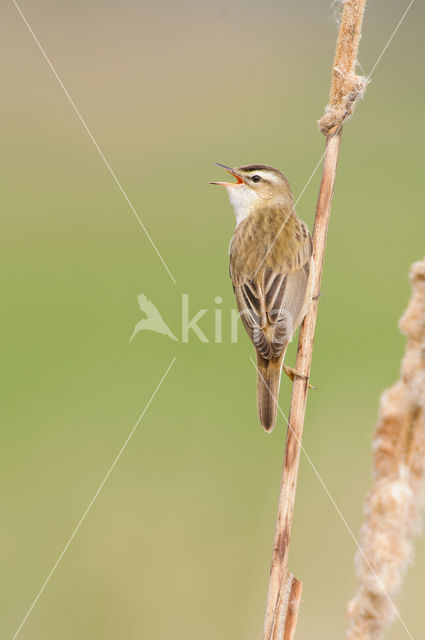 Rietzanger (Acrocephalus schoenobaenus)