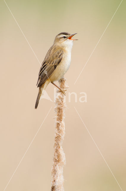 Rietzanger (Acrocephalus schoenobaenus)