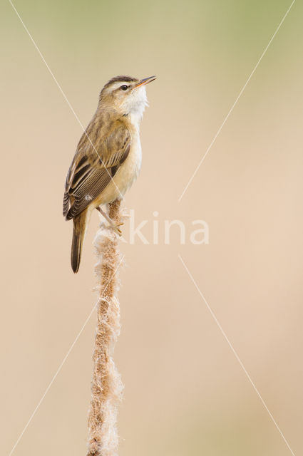 Rietzanger (Acrocephalus schoenobaenus)