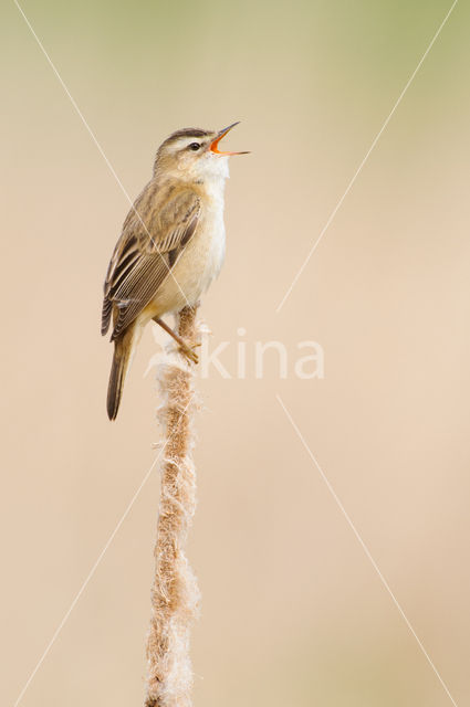 Rietzanger (Acrocephalus schoenobaenus)