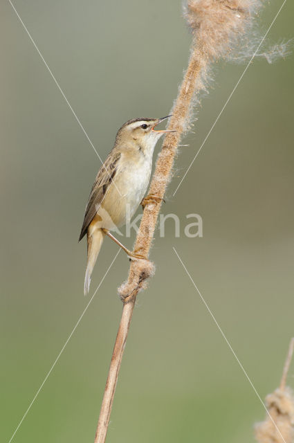 Rietzanger (Acrocephalus schoenobaenus)