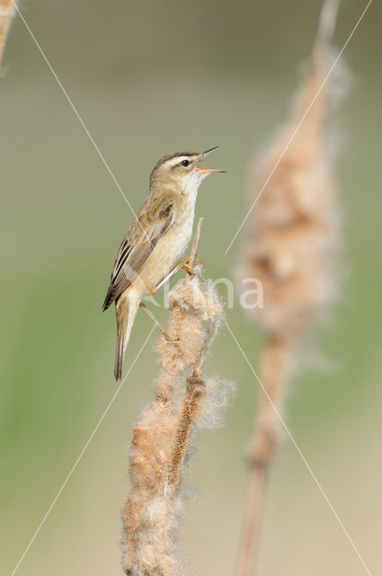 Rietzanger (Acrocephalus schoenobaenus)